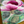 floral on canvas by Edita Fields