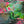 Abstract mixed-media artwork featuring layered botanical elements, including painted leaves and splashes of pink, green, teal, and gold on a textured canvas-like surface.