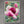 Boundless love I. - Floral Art Canvas Print