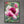 Boundless love I. - Floral Art Canvas Print