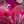 Abstract mixed-media artwork featuring layered magenta, pink, and deep red leaf-like forms over a textured background with floral sketches, script writing, and paint splashes.